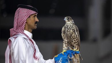 صورة ثلاثة صقور منغولية تُباع بـ420 ألف ريال في معرض الصقور والصيد السعودي الدولي 2025
