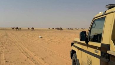 صورة ضبط مواطن لارتكابه مخالفة رعي في محمية الملك عبدالعزيز الملكية