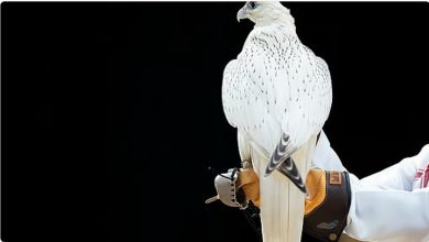 صورة بيع أغلى صقر في الليلة السابعة من مزاد نادي الصقور السعودي 2025