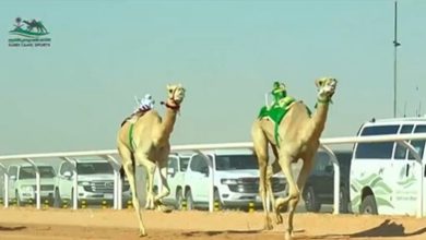 صورة بجوائز مالية تتجاوز 10 ملايين ريال.. انطلاق كأس الأولمبية السعودية للهجن