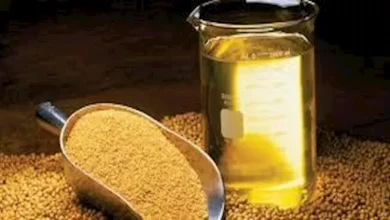 صورة تأثير استخدام زيت الصويا في الطهي على جسم الإنسان