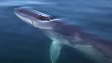 صورة لحظة تحبس الأنفاس.. غواصة تنجو بأعجوبة من حوت كاد يبتلعها