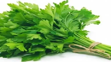 صورة احرص عليه.. 5 فوائد صحية للكرفس مذهلة