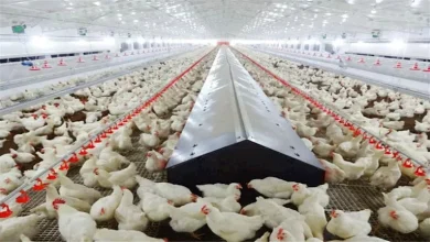 صورة انخفاض أسعار الفراخ اليوم 21-11-2025 بالأسواق (موقع رسمي)