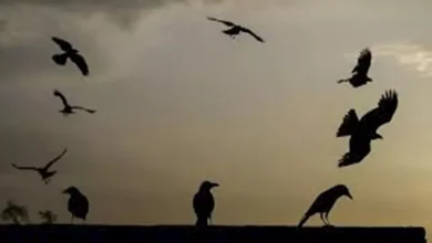 صورة لماذا تغرد الطيور بعد كسوف الشمس؟ دراسة تكشف