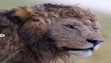 صورة أسد يثير ضجة على الإنترنت لهذا السبب (صور)