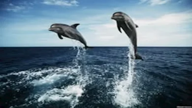 صورة كائنات تنام بعين واحدة.. والسبب مذهل