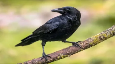 صورة من هو أذكى طائر على وجه الأرض؟.. اسرار لن تتخيلها