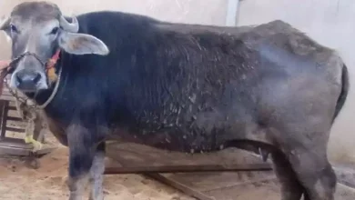 صورة شعبة القصابين: الجاموس المستورد ينتج ضعف المحلي