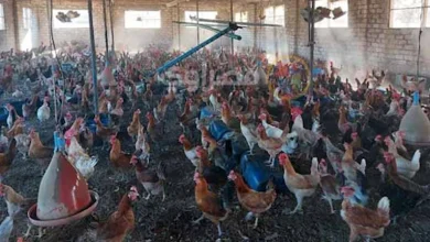 صورة ارتفاع أسعار الفراخ اليوم الخميس 6-11-2025 بالأسواق (موقع رسمي)