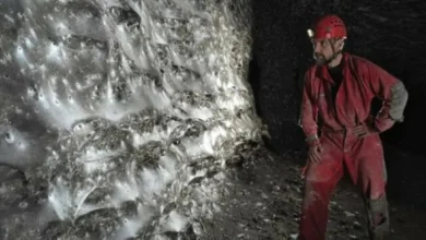 صورة مدينة تحت الأرض.. اكتشاف عالم خفي يضم عشرات الآلاف من العناكب!  أخبار السعودية