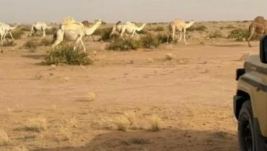 صورة «الأمن البيئي» تضبط مخالفين لنظام البيئة  أخبار السعودية