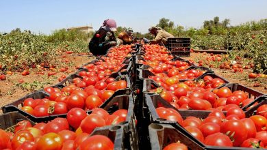 صورة | “كيلو البندورة” بـ”شلن”! .. 2482 طنا من الخضار تغرق “السوق المركزي” والأسعار تواصل الانخفاض