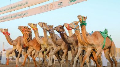 صورة الهجن السعودية ترفع رصيدها إلى ثلاثة كؤوس في بطولة كأس الأولمبية السعودية للهجن 2025