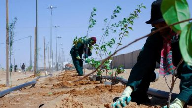 صورة محافظة الليث تدشن موسم التشجير الوطني 2025
