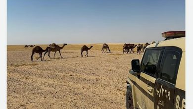 صورة ضبط مواطن لارتكابه مخالفة رعي في محمية الملك عبدالعزيز الملكية