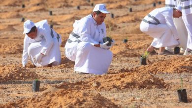 صورة هيئة تطوير محمية الملك سلمان الملكية تنظم مبادرة لزراعة 3000 شتلة