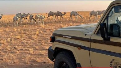 صورة ضبط مواطن لارتكابه مخالفة رعي في محمية الملك عبدالعزيز الملكية