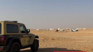صورة ضبط مواطن لارتكابه مخالفة رعي في محمية الإمام عبدالعزيز بن محمد الملكية