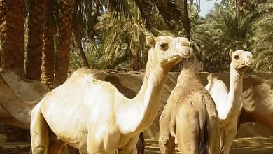 صورة «الإرشاد الزراعي» توضح الضوابط اللازمة عند شراء الإبل