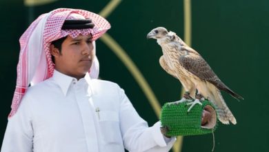 صورة 182 صقرًا يتنافسون في سابع أيام “كأس نادي الصقور السعودي”