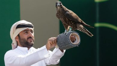 صورة “كأس نادي الصقور 2025” يسدل الستار على مسابقة الملواح بـ6 أشواط ختامية للنخبة