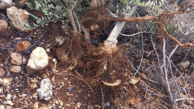 صورة الاحتلال يقتلع 135 شجرة زيتون من ديراستيا شمال غرب سلفيت