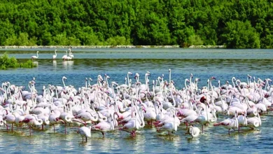 صورة خمسون محمية برية وبحرية في الإمارات بحلول نهاية عام 2024
