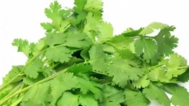 صورة 4 فوائد مذهلة للكزبرة الخضراء.. احرص عليها