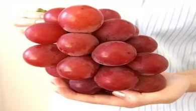 صورة منها دعم القلب والمناعة.. 4 فوائد مذهلة للعنب لا تعرفها