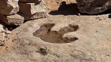 صورة كشف أكبر موقع عالمي لـ آثار الديناصورات في بوليفيا- صور