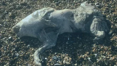 صورة مخلوق شبحي.. جسم غريب يثير الرعب على شواطئ بريطانيا