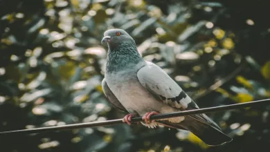 صورة لماذا لا تُصعق الطيور عند الوقوف على أسلاك الكهرباء؟