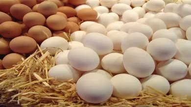صورة أسعار البيض اليوم الأحد 21-12-2025 بالأسواق (موقع رسمي)