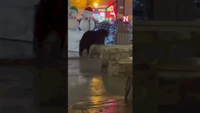 صورة لحظات رعب.. دب يتجول داخل مركز تجاري في أمريكا “فيديو”