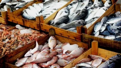 صورة لماذا لم تتراجع أسعار الأسماك رغم دخول موسم الصيد؟ الشعبة تجيب