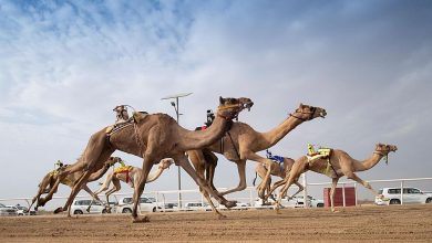 صورة الهجن السعودية تظفر بكأسي “اللقايا” في كأس وزارة الرياضة