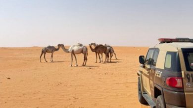 صورة ضبط مواطن لارتكابه مخالفة الرعي في محمية الإمام عبدالعزيز بن محمد الملكية