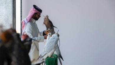 صورة نادي الصقور السعودي يختتم مشروع توثيق ملكيات الصقور وتصحيح أوضاعها