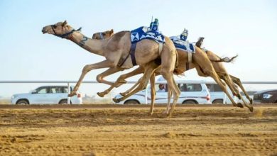 صورة الهجن السعودية تفتتح “كأس وزارة الرياضة” بكأس ولقب 13 شوطًا
