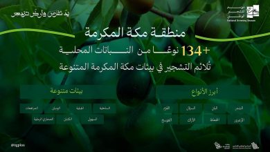 صورة تنوع بيئي فريد يُسهم في انتشار 134 نوعًا من النباتات المحلية الملائمة للتشجير في مكة المكرمة