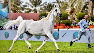 صورة انطلاق فعاليات العرض الدولي الثامن لجمال الخيل العربية بمنافسات قوية لـ182 مهرة
