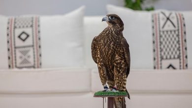 صورة بأكثر من 38 مليون ريال.. نادي الصقور السعودي يعلن تفاصيل جوائز مهرجان الملك عبدالعزيز للصقور 2025