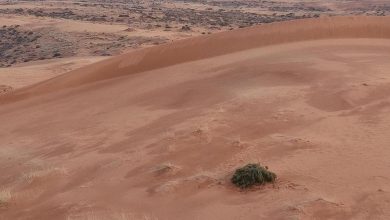 صورة الأمطار تحوّل النفود الكبير جنوب رفحاء إلى لوحة طبيعية مترفة بالجمال