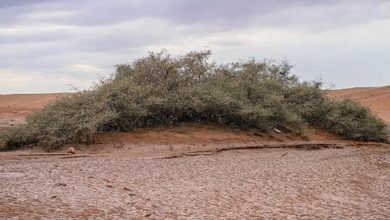 صورة أشجار السدر المعمّرة في وادي الهلالي.. إرث طبيعي نادر شرق عرعر