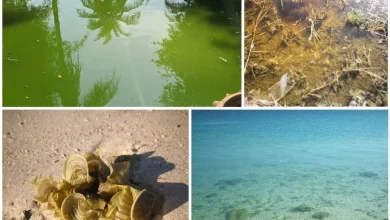 صورة علماء في “نيويورك أبوظبي” يبتكرون أداة مبتكرة تدعم حلول الطاقة النظيفة
