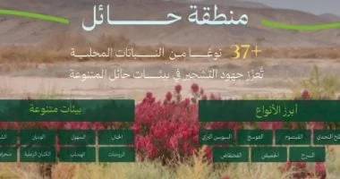 صورة المبادرة الوطنية للتشجير بالسعودية: الطلح والقيصوم من أكثر النباتات المحلية انتشارًا بحائل
