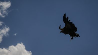 صورة شاهد.. نسر بري يهاجم طائرة مسيرة في خراسان ويجبرها على الانسحاب