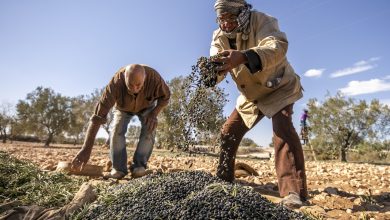 صورة بعد حصاد وفير.. تونس تتخطى إيطاليا في إنتاج زيت الزيتون