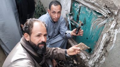 صورة دهشة واستغراب بعد العثور على خلايا نحل داخل مقبرة بمصر